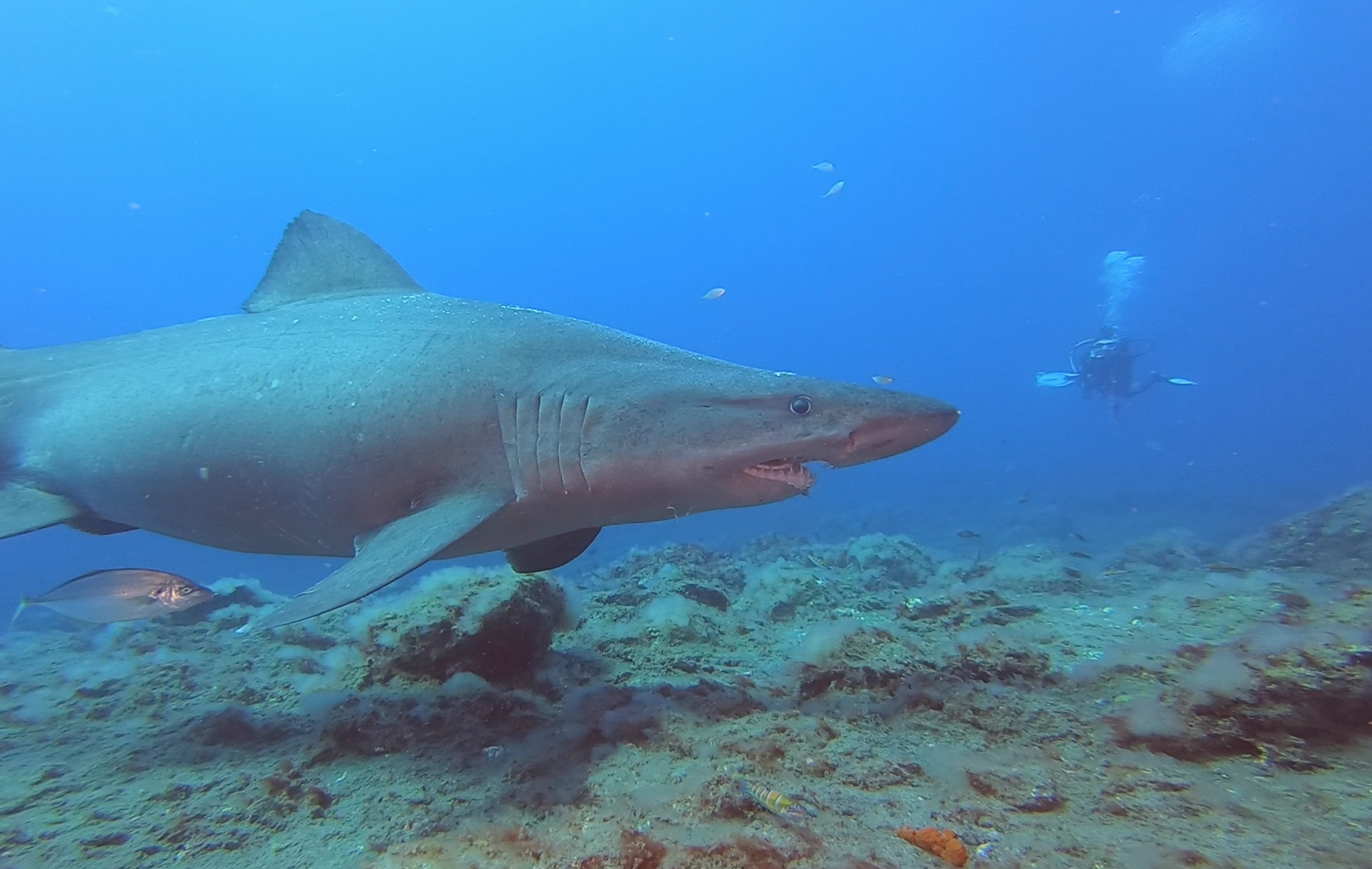 Avistamiento de 2 tiburonas solrayo - Isla El Hierro